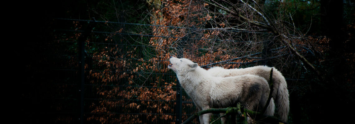 tanière du loup