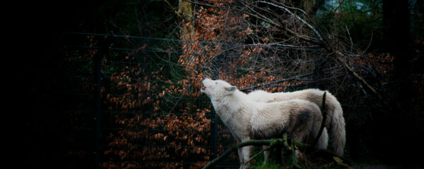 tanière du loup