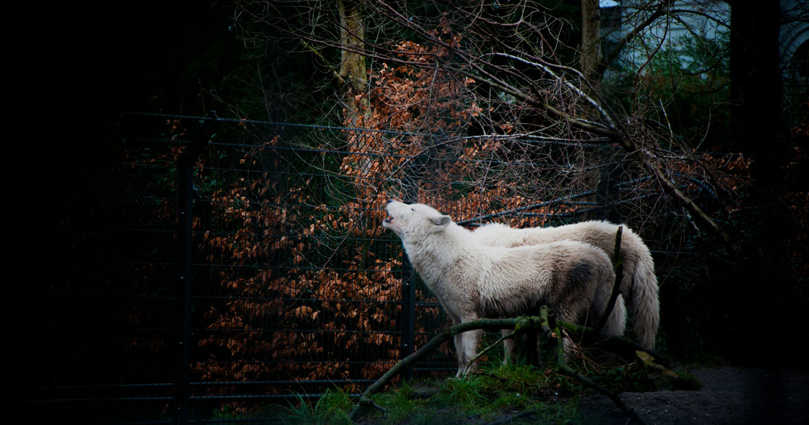 tanière du loup